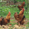 VOUNOT Chicken Wire Mesh, Metal Animal Fence, 25mm Holes, 1m x 50m, Galvanized Silver